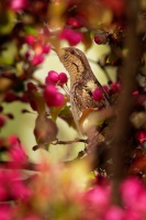 Krutihlav obecny - Jynx torquilla - Eurasian Wryneck 1229